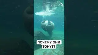 Бегемоты Не Умеют Плавать?