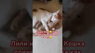 Взяли котенка в возрасте 1,5 месяцев. А наша кошка Лили приняла его как своего. Нянчается😊