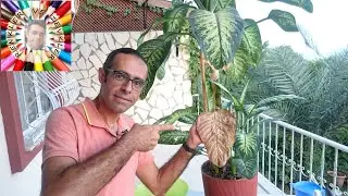 Why Difenbahya leaves are shed?