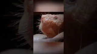 Природа пошутила над ними...