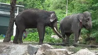 Snek-a-peek on Elephant making Love , Khao Kheaw Zoo