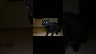 Sylvester en Random Kitty el lagrimas aunque Talking Cat Whistle