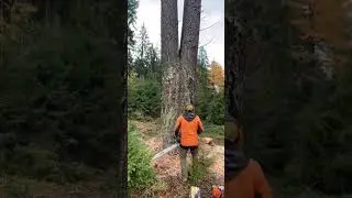 Chop, Splash and wait for the split 🪵 #short #shorts #shortvideo #shortsvideo #fyp #tree #fypシ #yt