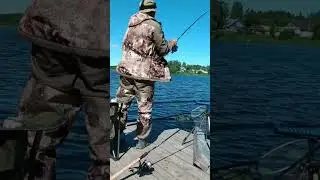 КРУПНАЯ ПЛОТВА НА р.ПАША#shorts