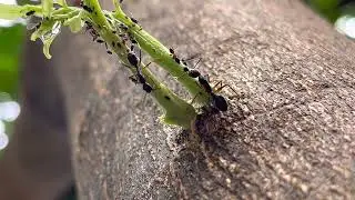Ants Nature (Ants and Aphids)