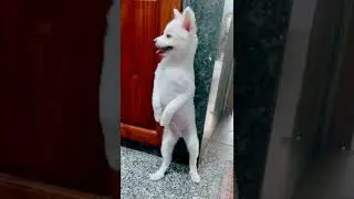 Gấu trắng bị phạt