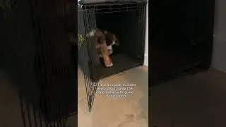 Crate training #dogtraining #dogtrainingtips #dogtrainingadvice
