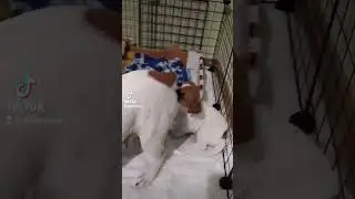 Хвост вместо игрушки