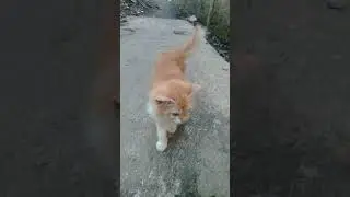 kucing imut