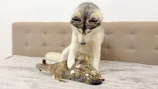 Giant Husky Tries to Stop Kittens Fighting 😂 Funniest Dog Reaction Ever!