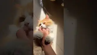 Tutorial membuang pup kucing yang baik dan benar #cat #kucinglucu #catlover #kucing