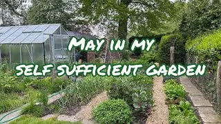 May In My Self-Sufficient Garden #selfsufficiency #growyourown #veggiegarden