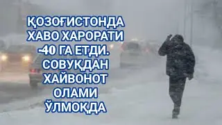 ҚОЗОҒИСТОНДА СОВУҚДАН ХАЙВОНОТ ОЛАМИДА ТАБИИЙ ЎЛИМЛАР КУЗАТИЛМОҚДА