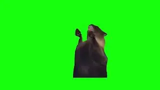 Screaming Cat Meme | Green Screen