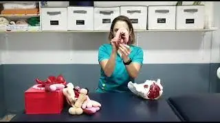 conoce tu suelo pelvico