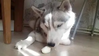 Хаски и еда )))