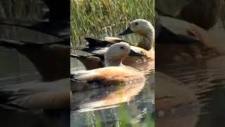 Ruddy shelduck / Brahminy duck (Tadorna ferruginea)