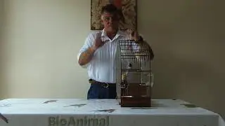 como preparar seu coleiro para criação