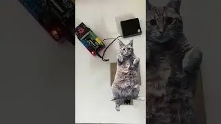 Animate Your Pet