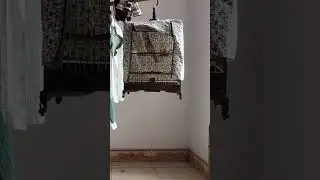 Chào mào đấu hót mới nhất