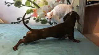 Bad Dachshund: Remake