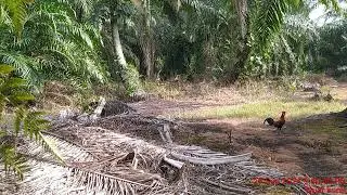 Mari memikat ayam - part 2