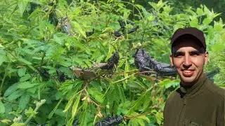 Hunting grasshoppers in Brazilian deep jungles