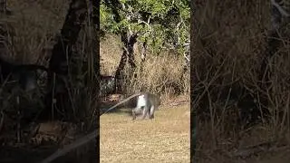 Grey vervet monkey wildlife Africa  