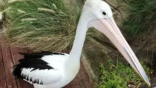 Taronga Zoo Pelicans 🪶