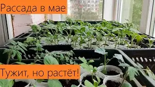 Май 2024. Месячная рассада томатов, перцев, баклажанов и капусты на балконе! СОЛНЦЕ И ВОДА! ВСЁ!