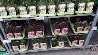 Оптовый Центр Цветов FLOREVILLE🌱🌺