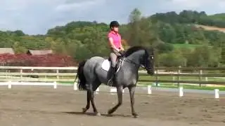 #29: The Half Halt — 40 Fundamentals of English Riding