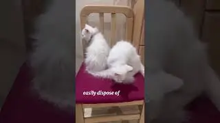 my cat
