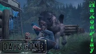 DAYS GONE || Поиск динамита с Шизо || СЕРИЯ 18 ||#daysgone #жизньпосле #зараженые