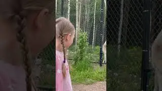 Ариадна и Арктическая Волчица