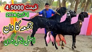 World's Best Amritsari Preqnant Goats Farm گوٹ فارم World Record bakri 2024