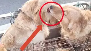 The Labrador cried parting with his best friend .