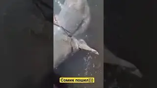 Сомик пошел)))
