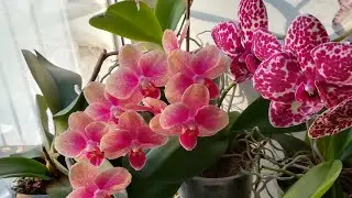 ЧАСТЬ 2.ЦВЕТЕНИЕ МОИХ ОРХИДЕЙ В КОНЦЕ МАРТА ❣️😍👍❤️🌸🌱