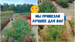 Наши саженцы голубики в подмосковье