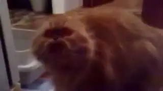 My video. Кто сказал что кошки не умеют говорить!