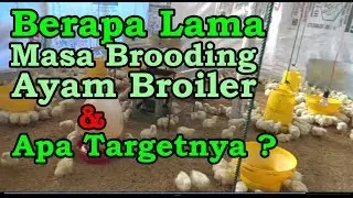 Berapa Lama Masa Brooding  Ayam Broiler Dan Apa Targetnya ?