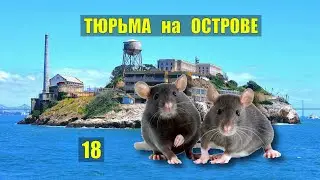 КРЫСЫ на ЗОНЕ ТЮРЬМА ЗОНА ПОБЕГ из ТЮРЬМЫ СУДЬБА ИСТОРИИ из ЖИЗНИ ЗАКЛЮЧЕННЫЕ СЕРИАЛ 18