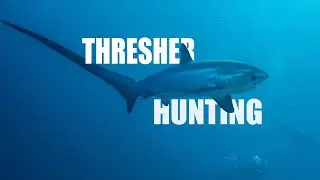 Thresher Shark Diving Philippines Malapascua 2020 – Thresher Hunting – Treasure Hunting