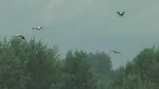 Аисты
