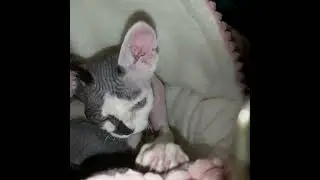 Котенок девон - рекс. 4 месяца.