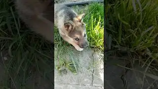 Овчарка Зара 1.5 месяца 