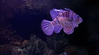 HD free video. No copyright free