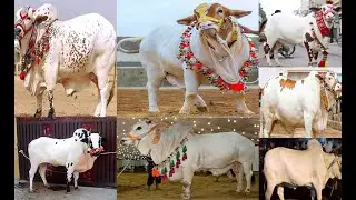 Tiktok Videos Of Cow [2022]