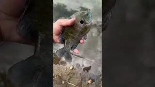 Fishing with worms #fishing #shorts